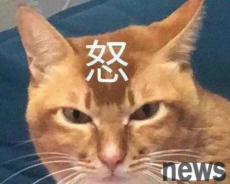 Internet celebrity Dundu cat died of pancreatitis. What is the difference between cat pancreatitis and gastroenteritis?