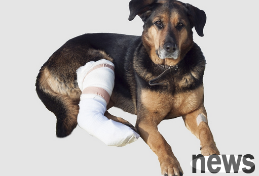 Will dogs pretend to be lame? What s wrong with dogs  legs lame?