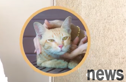 ​How to get children into contact with cats? Just learn these five points