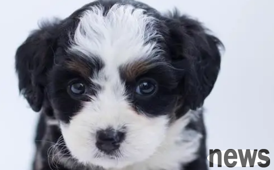 Six reasons why a dog s nose becomes 