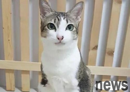The stray cat accidentally got electrocuted and lost her front leg. The kind-hearted person was sent to the hospital but no one adopted her until she met her