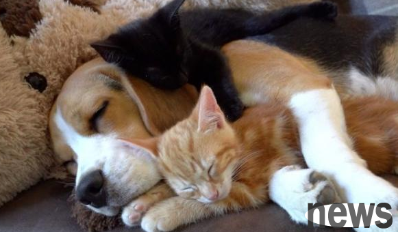 The beagle has never been a mother. After meeting two little cats, she actively feeds them