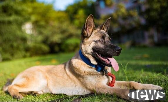 These six types of dogs cannot be raised at will. Once they are raised, they will be faithful to you throughout their lives.