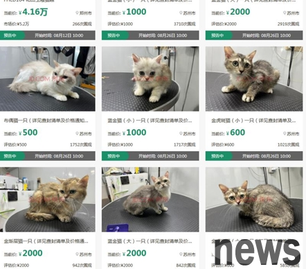 Man owes money but doesn t pay it back 12 cats are auctioned to pay off debts