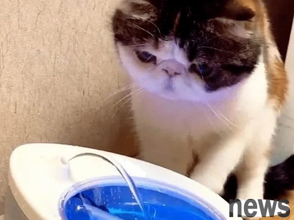 I bought a water dispenser for the cat and thought it knew how to use it, but the cat acted like a 2-ha.