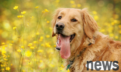 What should I do if I find my dog s hair loss and red and itchy skin problems
