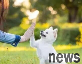 Do you know many of the “six taboos” for raising pets? The first one will make the dog lose his life