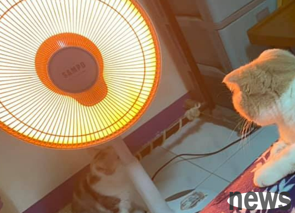 The folding cat admits the mistake and is close to the luminous appliances to keep warm. My mother laughs crazy: How to explain it to it