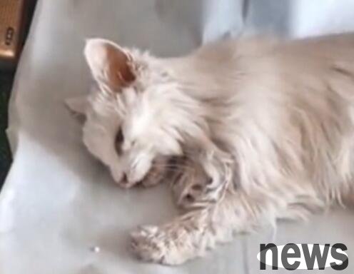 After the old man passed away, the cat did not eat or drink, and went with the owner two days later