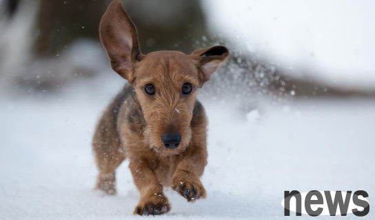 What is intertopic inflammation in dogs? Come here to see