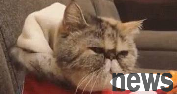 The cat was really trying hard to get snacks, so he helped the owner massage, looking unhappy: Don’t be fooled!