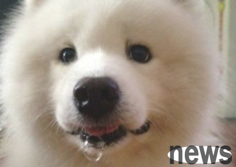 What s wrong with dogs  mouths flowing sticky saliva?