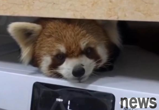 The little panda 