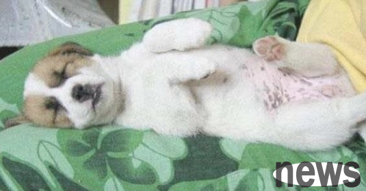 Do puppy only trusts if it is exposed? Actually, you don t understand correctly