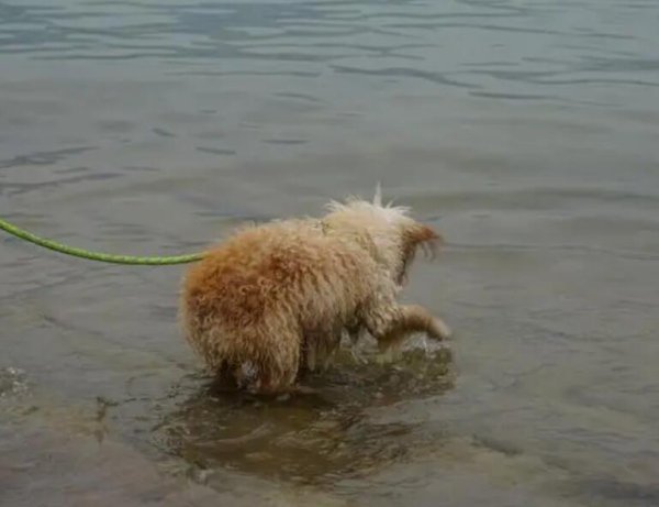 What types of dogs like to swim?