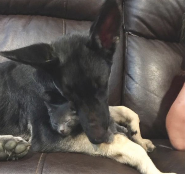 Netizens have a new cat, but they feel like they have found a pet for their dog.