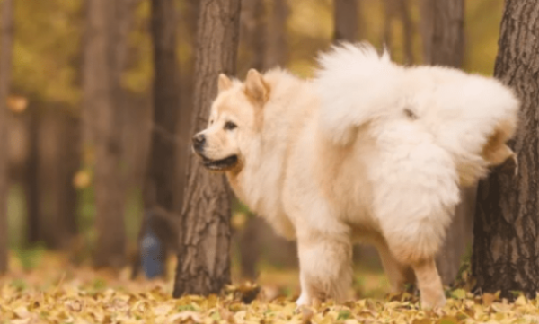 What s wrong with dogs urinating with blood? Must pay attention to it