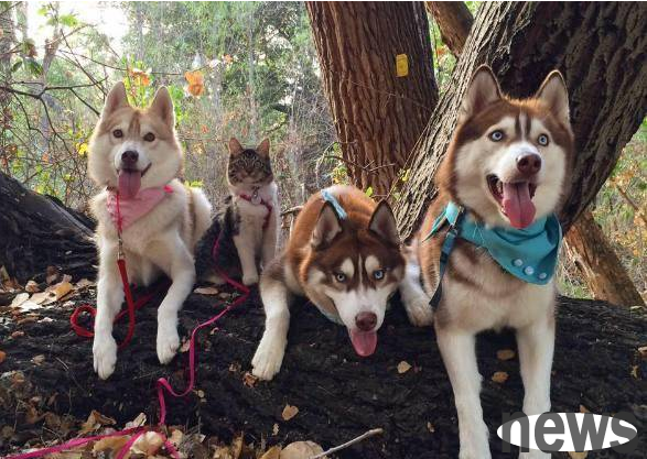 Pet dogs became 