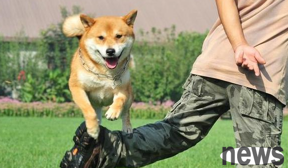 5 mistakes you can’t make when teaching a dog a lesson!
