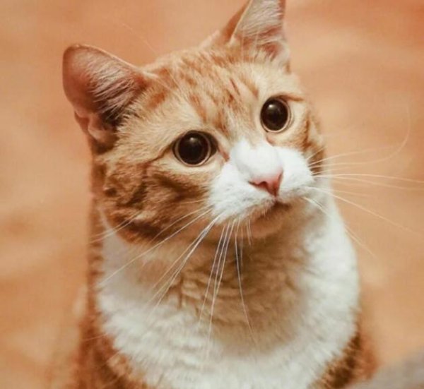 The most beautiful sea of ​​stars is right inside the cat s eyes, it s so beautiful