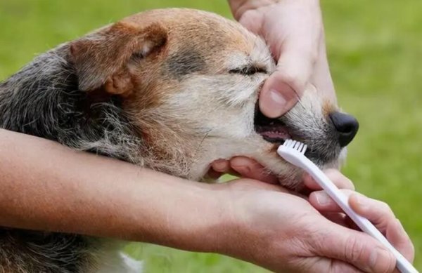 What should a dog do if he has a breath