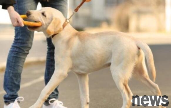 Just grasp the training method of system software, pet dogs can also learn how to protect the home.