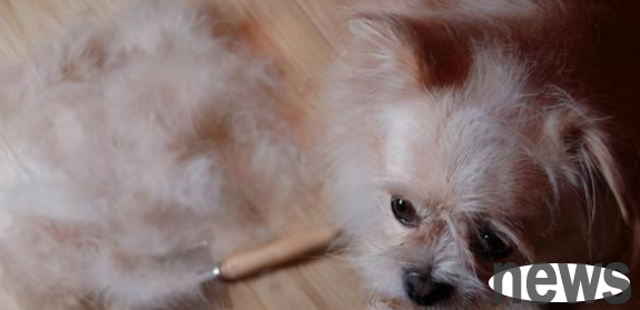 What causes serious hair loss for dogs