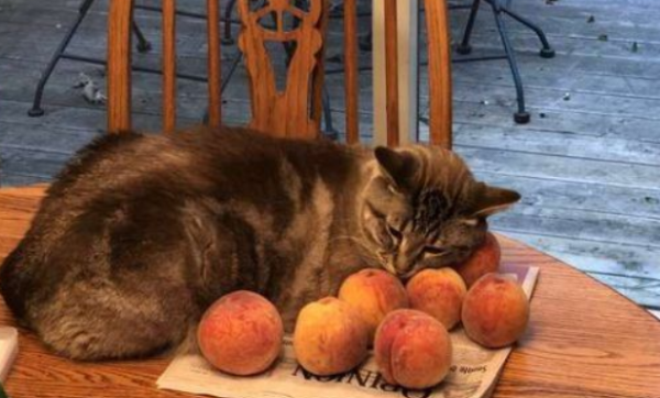 What makes the cats have no resistance is actually a mysterious peach