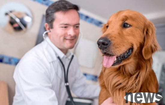 What is the reason for a dog s stomachache? How to treat stomachache in dogs?