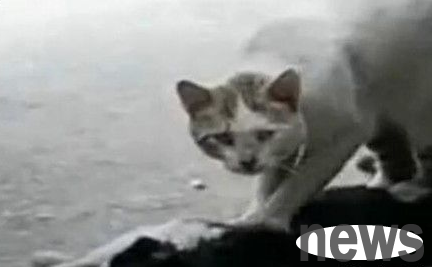 A stray cat rescues a companion for one hour. The scene of a cat crying is heartbreaking
