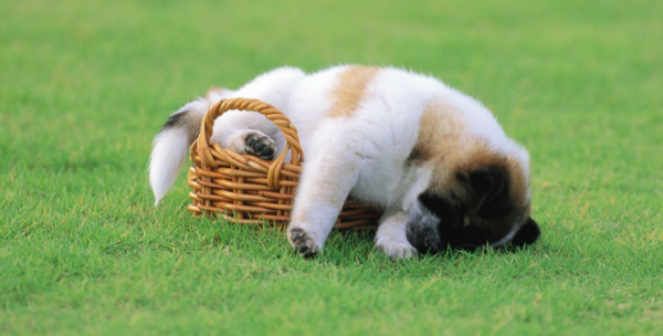 How long does a dog have menstruation and its care measures