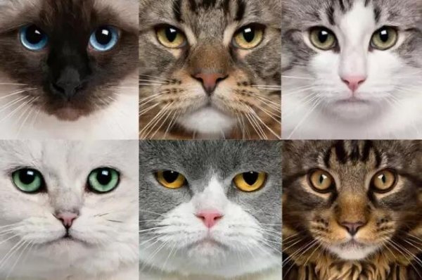 The bigger the cat’s face, the more sloppy the cat? !