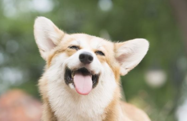 How much do you give your dog’s favorite thing as a master?