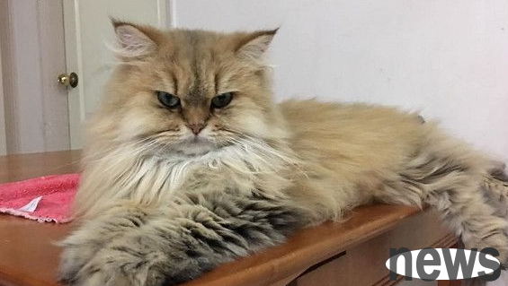 After raising a lucky cat, the owner s fortune has soared in the past three years