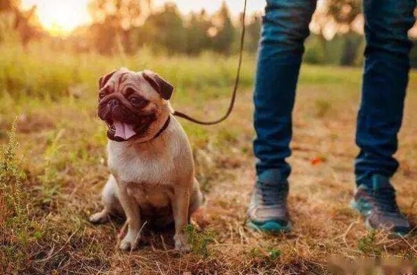 Why is it that you can walk your dog without moving?