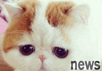 The cat acted coquettishly and asked the owner to put on makeup. The moment he saw the finished product, his friend: Where did the 