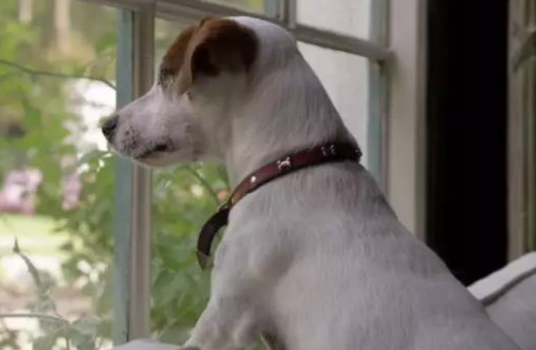 How long does a dog s lifespan usually last? The owner needs to understand these~
