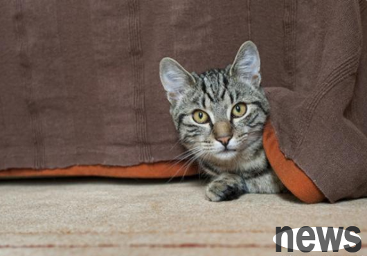 My mother pretended to beat the little master, and the handsome cat took advantage of her to protect her. With me, no one could bully her!
