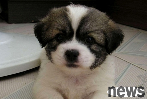 The dog s weird behavior is not only likable but also conveys a message to you