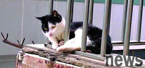 Falling from the 34th floor, lucky Australian cat saves his life safely
