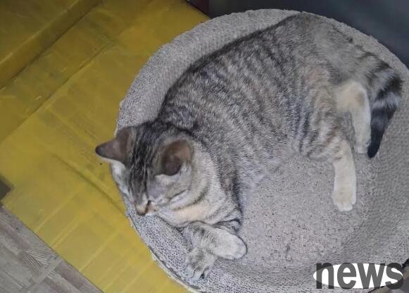The little cat in the chess and card room opposite my community finally calmed down and whined for a whole week!
