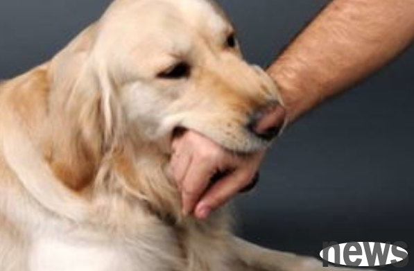 What should I do if a mad dog bites someone and doesn’t let go?