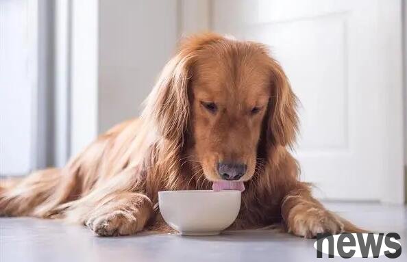 How long does a dog vomit and can eat?