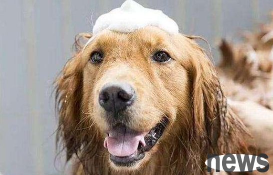 Dogs cannot take a bath in these situations, so the shoveler should pay attention!