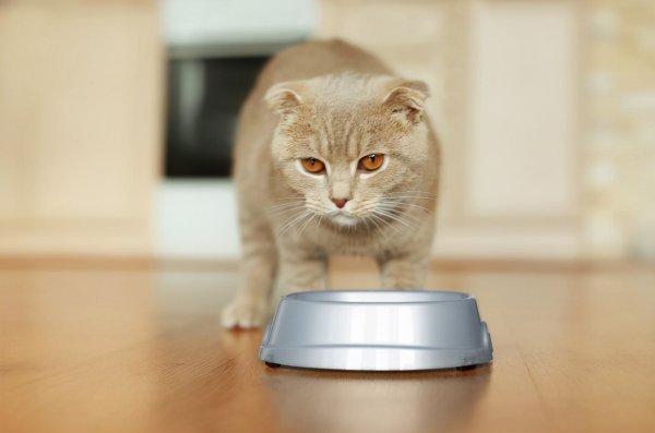 Obesity in cats has many dangers, but many of them are caused by improper feeding by the owner. Please save it quickly.