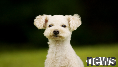 What are the symptoms of a dog who loves to hold a grudge? Come and take a look