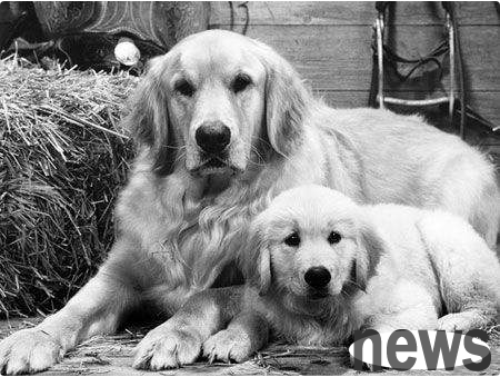 Two well-known internet celebrities, fined 100 million yuan for tax evasion / French pet stores will ban cats and dogs