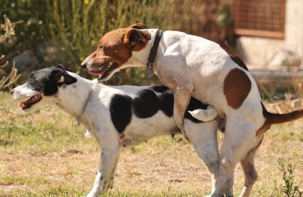 What are the effects of dogs that interrupt mating in the middle? Let s take a look!