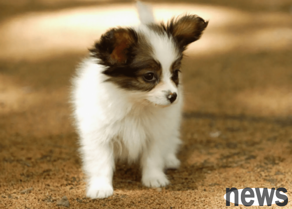 What is the disease of a small dog? The reason why dogs get parvovirus