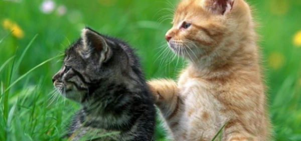Do you know if the pet cat is sick? Some signs should not be ignored!